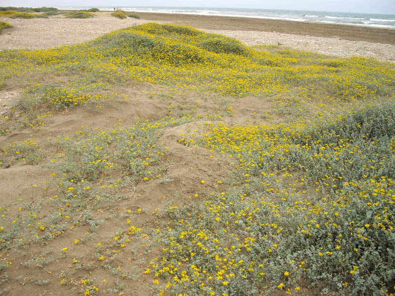 Lotus creticus en fleurs sur les dunes côtières en Espagne